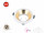 LED line® Einbaustrahler GU10 Set Einbauleuchten Rahmen Einbauspots Ø75mm Bohrloch Weiß / Gold inkl. GU10 Fassung